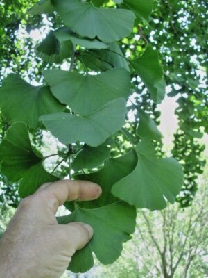 GINKGO BILOBA 金貨　純金 14K Ginkgo Biloba Leaf Pendant | David Adams Fine Jewelry