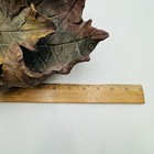 Picture 5 of 7