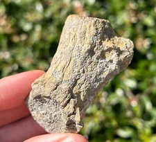 Florida Fossil Deer Antler Mammal Ice Age 2.46” Pleistocene Bones Odocoileus