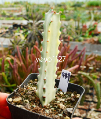 3PCS Euphorbia Trigona White Hybrid Succulent Cactus Plant Cactaceae 10-13CM