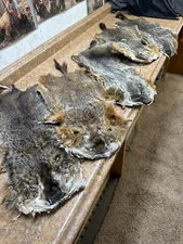 FLY TIERS SPECIAL GROUNDHOG  SLIGHT DAMGED REDUCED  " YOU ARE BUYING ONE HIDE "