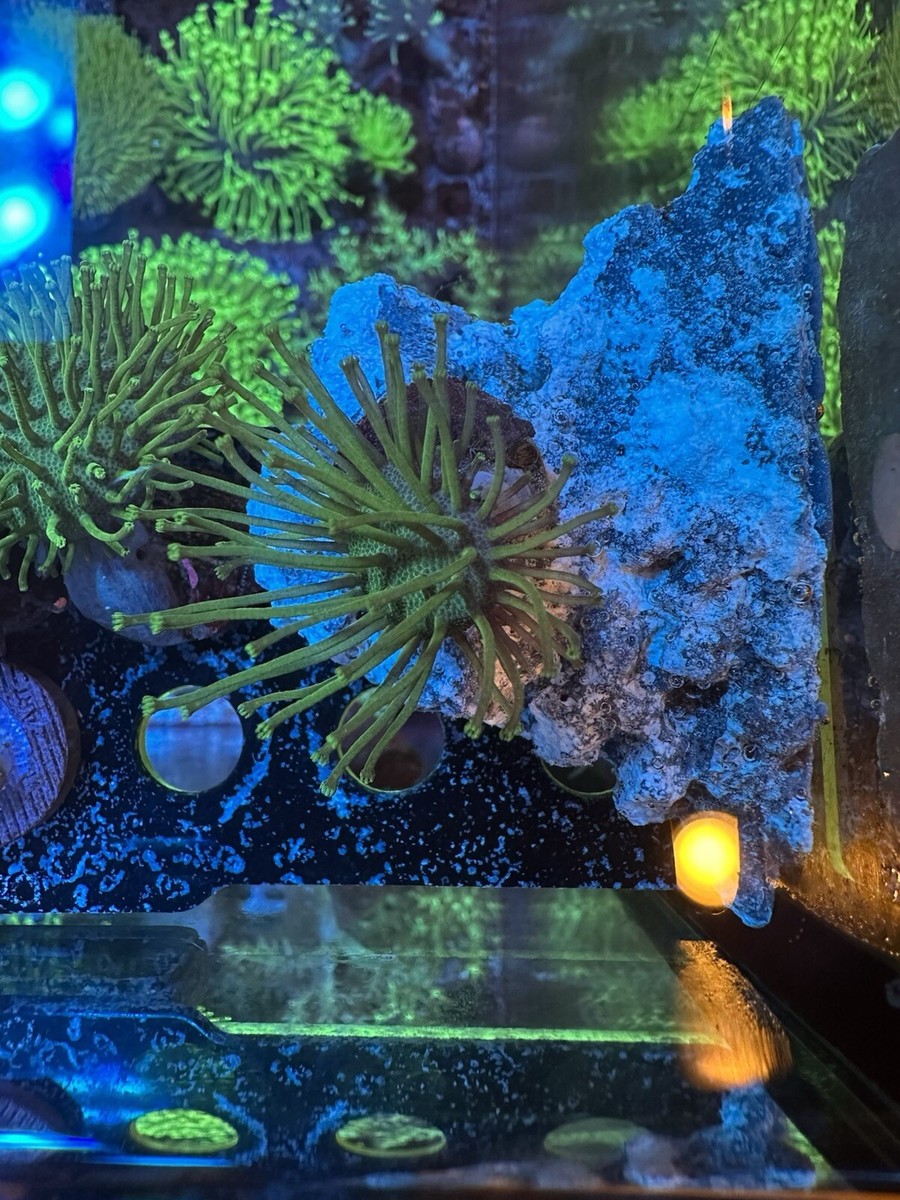 森*田様 Echinodorus sp. 'Jurua Tourmaline' 森*田様 Echinodorus sp. 'Jurua Tourmaline' 森*田様 Echinodorus sp