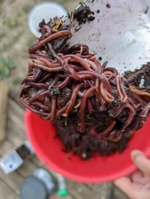 🪱 Lombrics / Vers de compost Eisenia pour composteur ou lombricomposteur 🪱