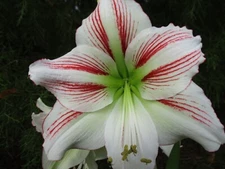 1 small amaryllis (Hippeastrum) offset Moon Scene 6-12 cm