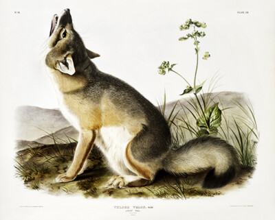Swift Fox (Vulpes Velox) - 1845 - Illustration Poster
