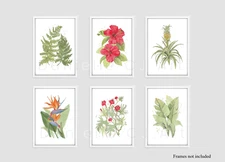 Set of Six Watercolour Tropical Flora Prints - Botanical Artwork