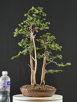 Hinoki Cypress Var. Sekka Bonsai | eBay