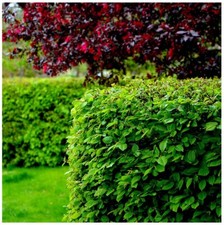 20 Hornbeam  Hedging Plants, In 1L Pots,Carpinus Betulus Trees.Winter