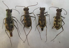 Cicindela chiloleuca  Cicindelidae Carabidae 2 pair A1 tiger beetles S Ukraine