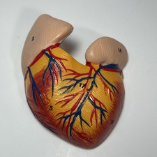 Anatomical Human Heart Model Part for Studying Anatomy Medical Teaching Tool