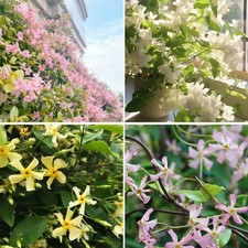 Climbing Jasmine Flower Seeds for Planting, 100 pcs Rare Perennial Fragrant C...