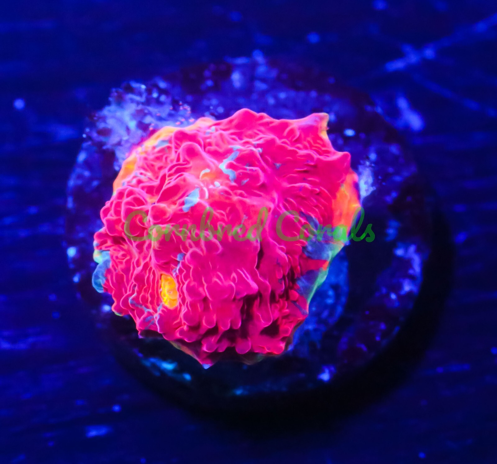 Cornbred Presents WWC's Jelly Bean Chalice WYSIWYG Frag LIVE