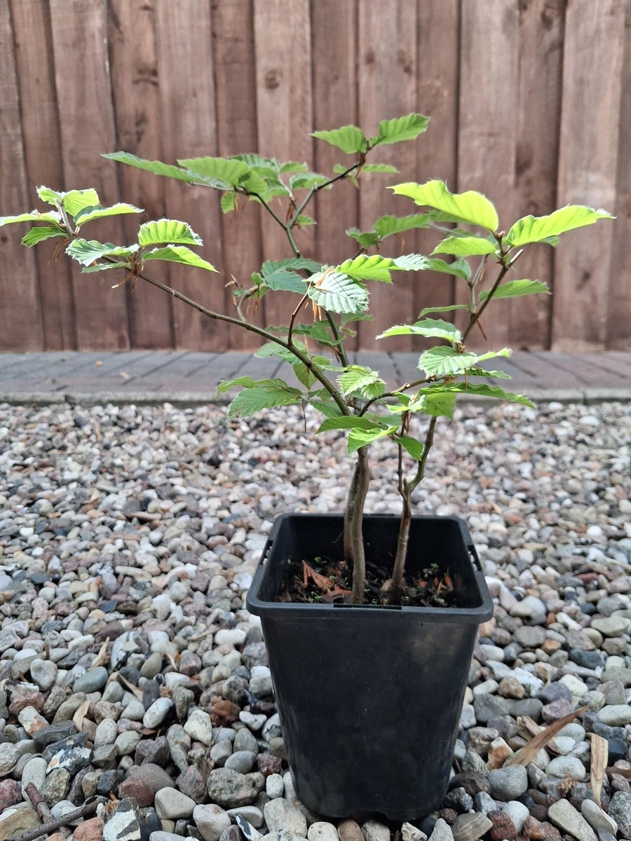 Bonsai Rotbuche online kaufen | eBay.de
