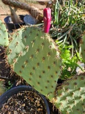 Opuntia Galapageia var galapageia Hybrid, Reddish Spines, Dark Red Fruit - Japan