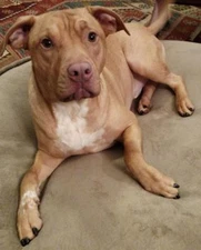 60 PIECE Soft Nail Caps for Dog Claws ~ PRETTY CLAWS BRAND Keeps Their Paws Off