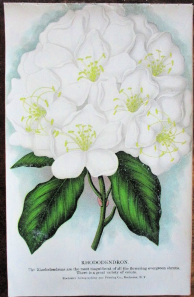 Vtg, Print, RHODODENDRON WHITE SHRUB, BOTANICAL, 1900