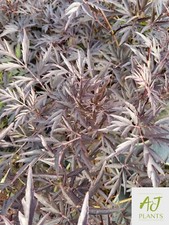 Sambucus nigra Black Lace - Elder - 40-60cm - 3