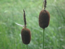 Zwergrohrkolben, Typha minima Teichpflanzen T...