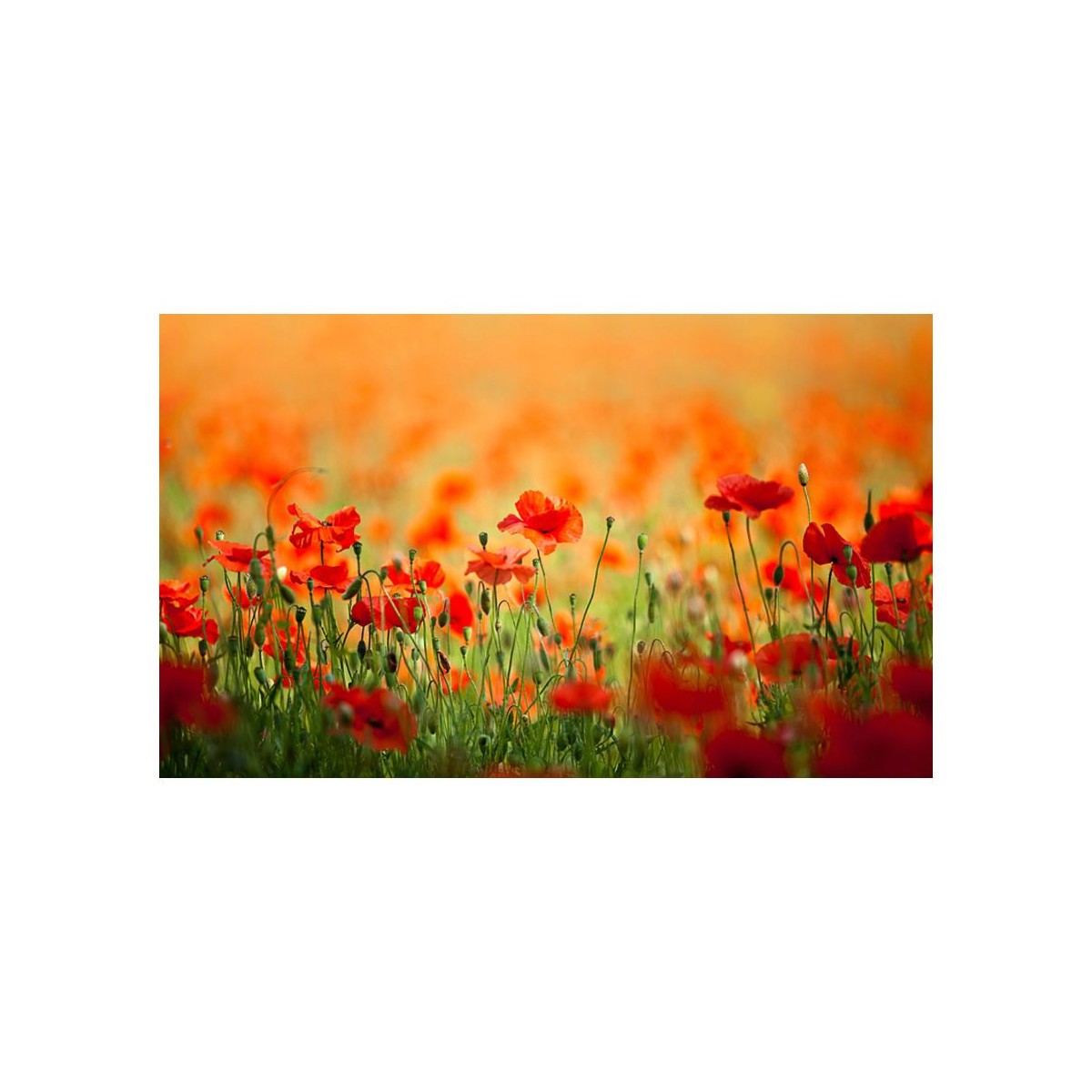 Papier peint coquelicots lavable pour masquer les défauts du mur