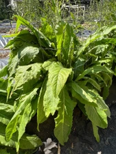 50 Perennial Turkish Rocket seeds Zones 4-9