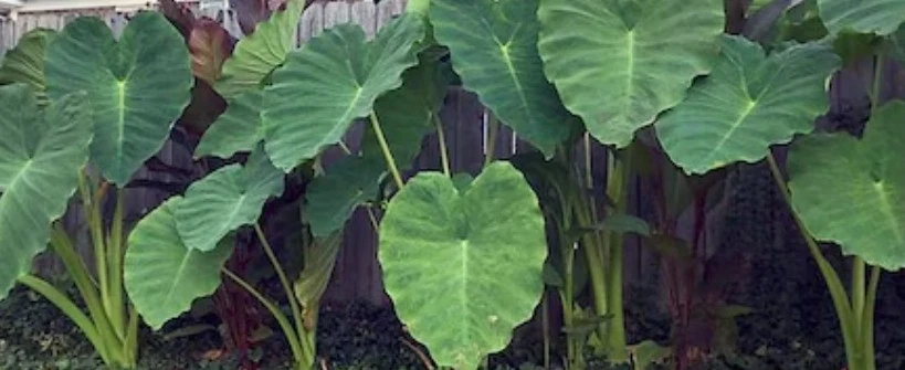 Large Mammoth Elephant Ear Bulbs Produces Big Lush Green Leaves - Image 4 of 4