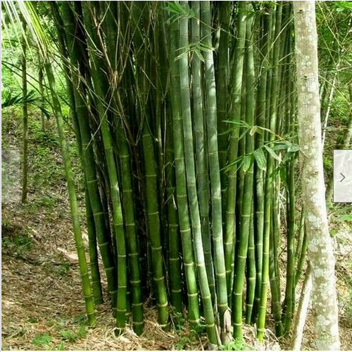 SAFLAX - Kalkuttabambus - Dendrocalamus Strictus -  Produktbild-Vorschau 11