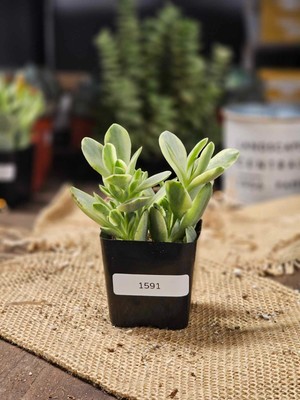 Crassula swaziensis 'Money Maker' - Variegata (Rooted) 2'' Pot - AS-IS ITEM! 1591