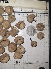 Real Oak Acorn Caps For Crafts 100 Small Acorn Caps . Caps Only