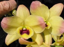 Softcane Orchid Dendrobium Yellow Ribbon x (Hambuhren Gold x Yuzuki Royal)