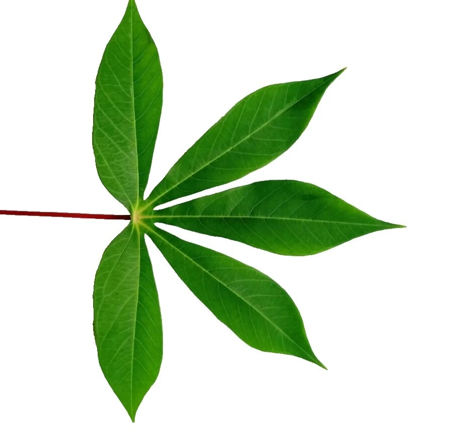 Té Orgánico Homemade & Infusiones