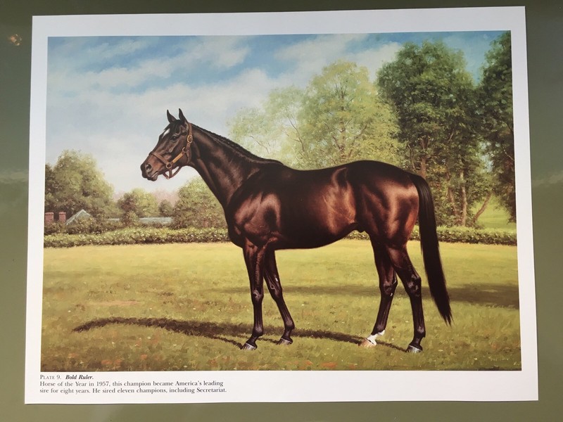 Bold Ruler Secretariat  Photo 14" x 11" Horse Racing