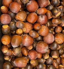 Red/White/Pin/Sawtooth Oak Acorns 2025 Harvest Seeds Planting Decor Wild Feed