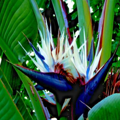 GIANT WHITE BIRD of PARADISE SEEDS (Strelitzia nicolai) Tropical Flower  Plant | eBay