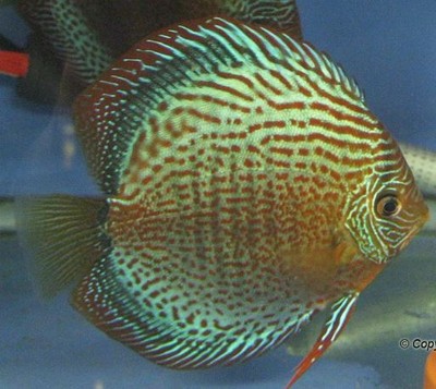 discus tropical fish
