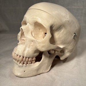 Human Skull Anatomical Model Moveable Jaw Medical Study Teaching Prop