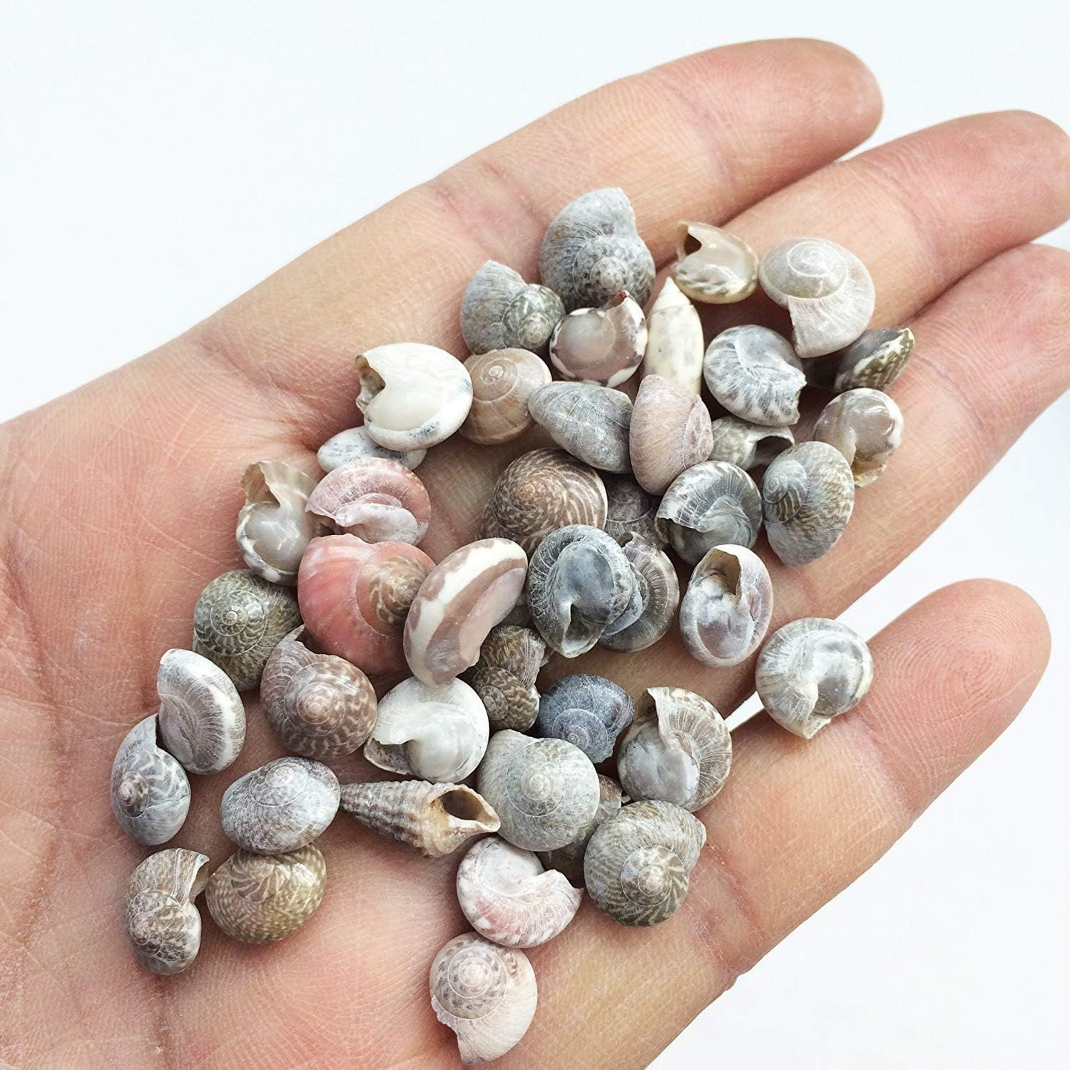 Pink Tiny Pearl Umbonium Button Sea Shells, 8 OZ Apprx.1200+ PC Shells, 3/8Inch