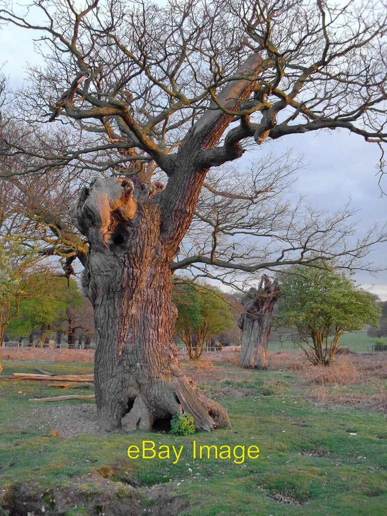 Photo 6x4 Ancient pollard oaks at sunset, Holly Lodge Paddock, Richmond P  c2012