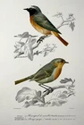 1840 Nightingales, ornithology, Ed. Travies, original hand colour