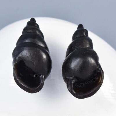 Snail Shell Shaped Earring Pair Beads Carved Black Horn Handmade drilled 4.45g