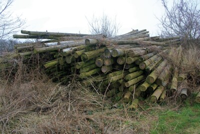 Foto 6x4 alte Hopfenstangen Staplow Hopfenanbau ist in den letzten zehn Jahren zurückgegangen c2009