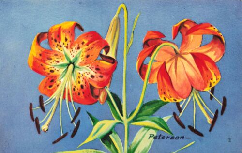 Postcard Flowers Turk's Cap Lily Orange Flower Peterson Artist 1957 - Afbeelding 1 van 2