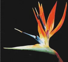 Bird of Paradise Flower Counted Cross-Stitch Pattern Chart Needlepoint