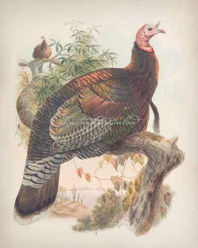 Wild Turkey Thanksgiving Turkey Male and Female Poster Print Fall Table Decor - Picture 4 of 4
