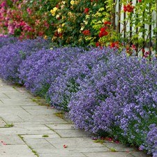 Lavendar Hidcote