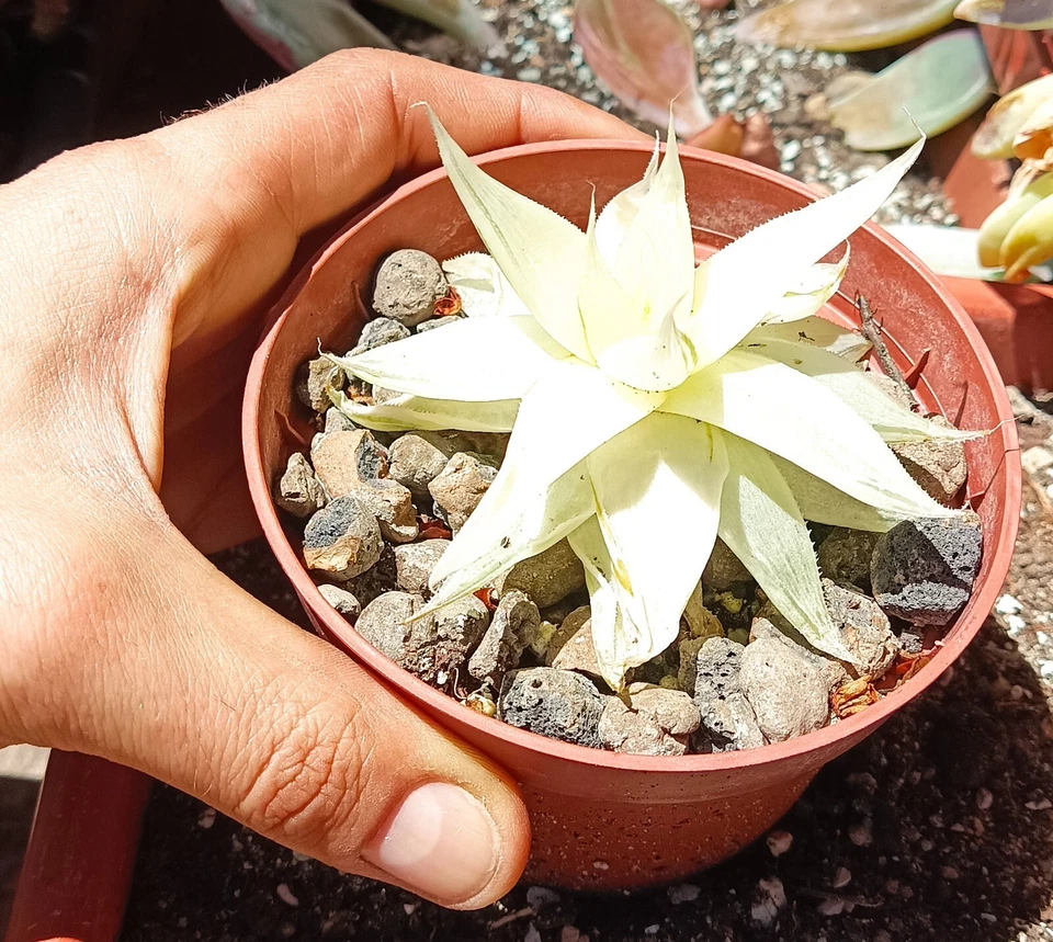 Haworthia Variegata Cactus Cacti Succulent big old homegrown plant free gift - Image 2 of 4