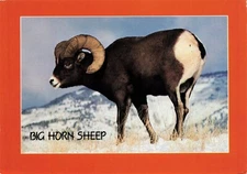 Big Horn Sheep Vintage Petley Continental Chrome Postcard Unposted