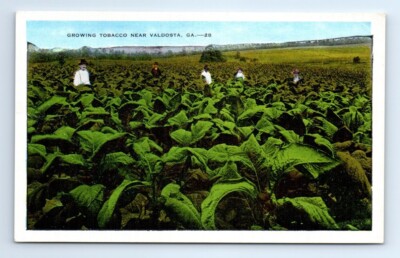 Valdosta Georgia GA Growing Tobacco Field Hands Farm Workers Postcard  c.1930