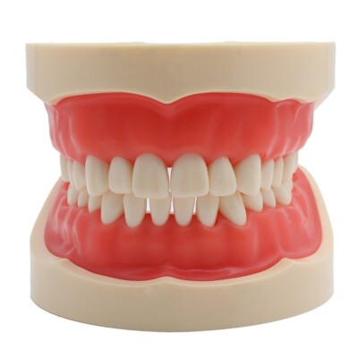 Easyinsmile 1Pc Dental Typodont Removable Tooth Teach Practice Model Universal 200H - View #2