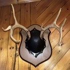 Large 8 Point Whitetail Deer Antler Mounted Plaque Taxidermy