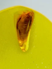 Fossil amber Insect burmite Burmese Cretaceous Weird Beetle Insect Myanmar